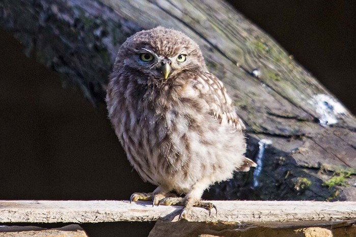 Little Owl