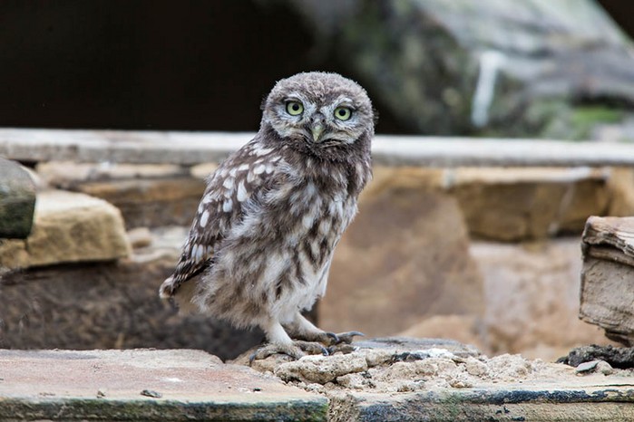 Little Owl