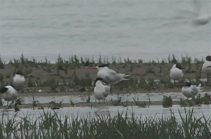 American Royal Tern