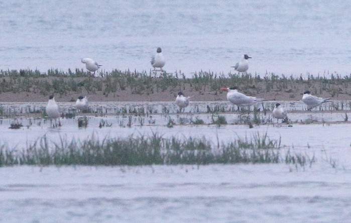American Royal Tern