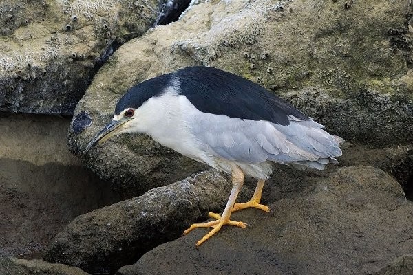 Night Heron