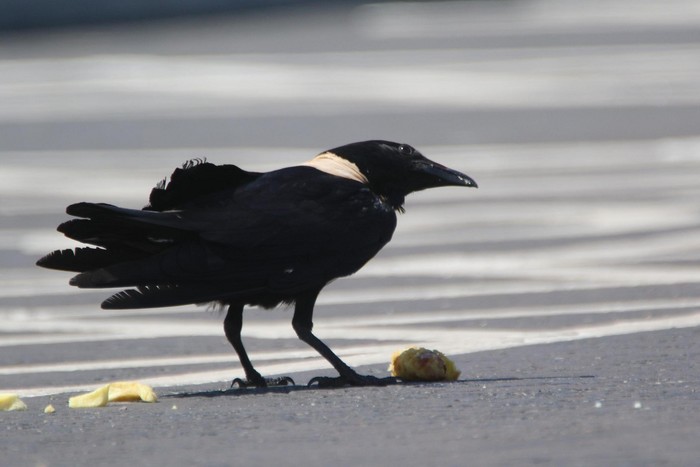 Pied Crow