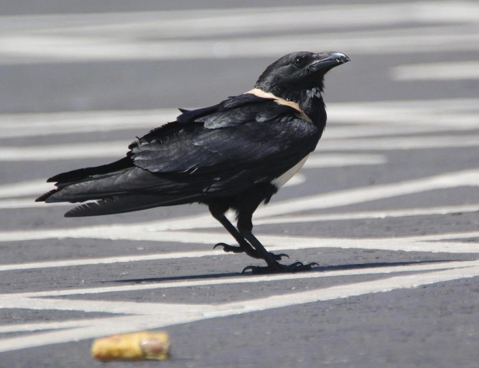 Pied Crow