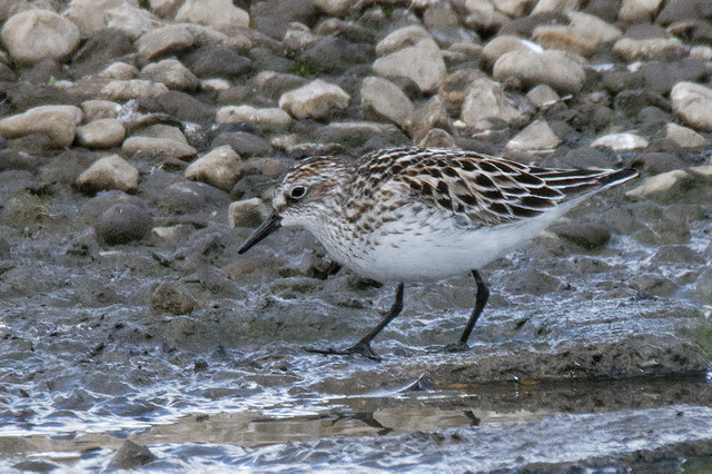 Semipalmated Sandpiper