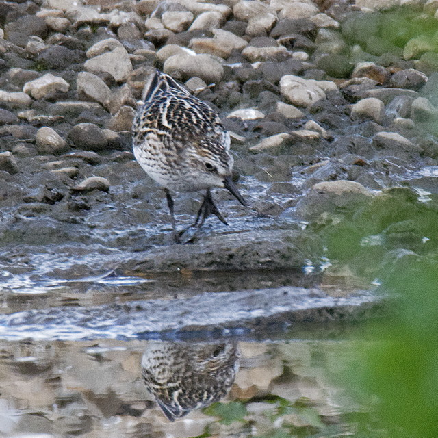 Semipalmated Sandpiper