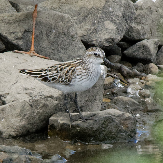 Semipalmated Sandpiper