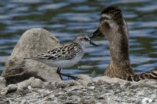 Semipalmated Sandpiper