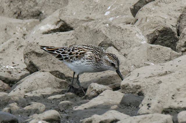 Semipalmated Sandpiper