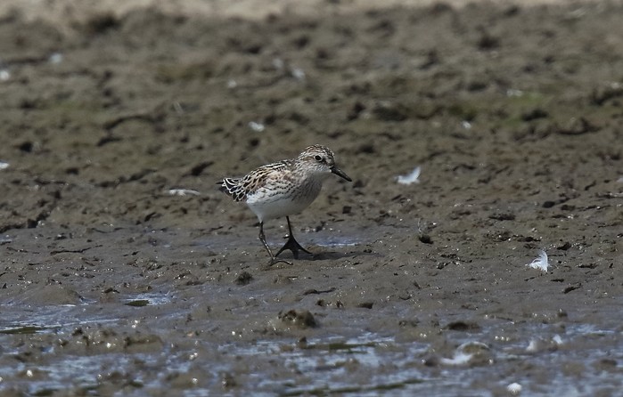 Semipalmated Sandpiper