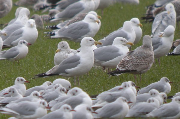 Caspian Gull
