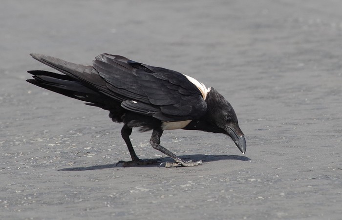 Pied Crow