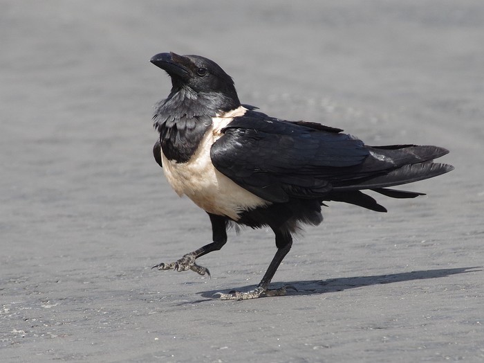 Pied Crow