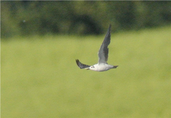 White-winged Black Tern