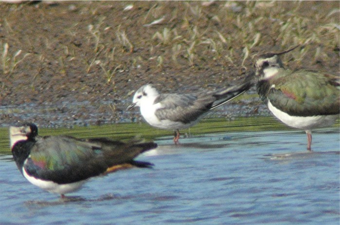 White-winged Black Tern