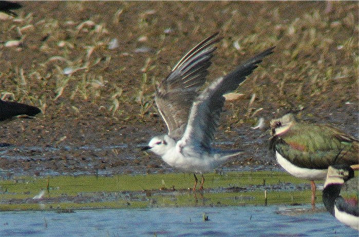 White-winged Black Tern