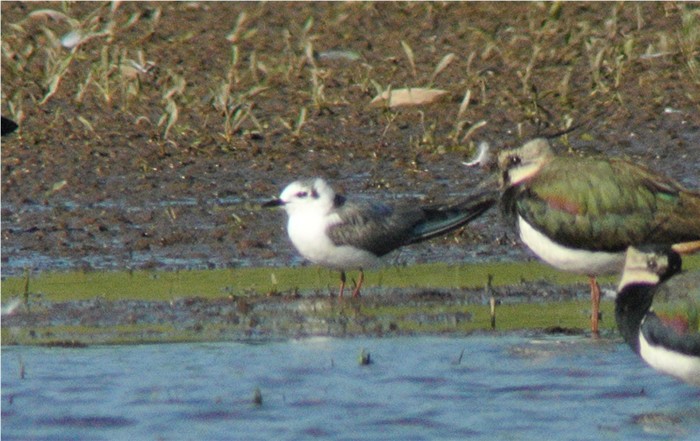 White-winged Black Tern