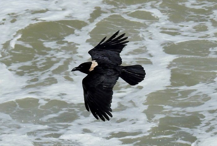Pied Crow