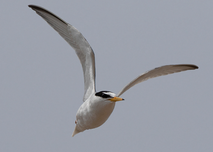 Little Tern