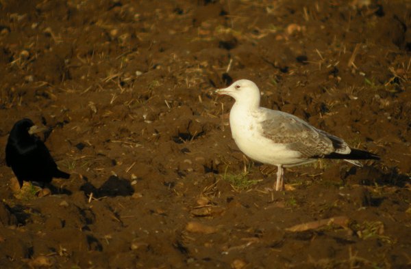 Caspian Gull