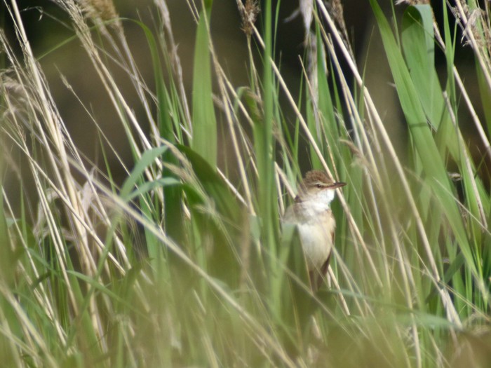 Great Reed Warbler