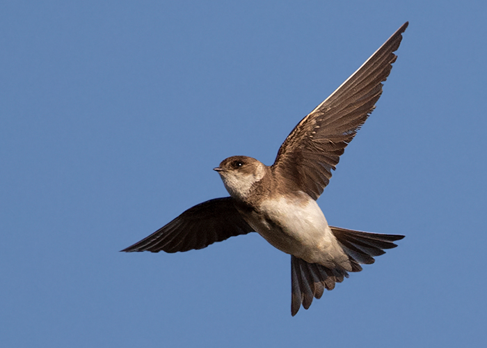 Sand Martin