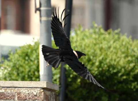 Pied Crow