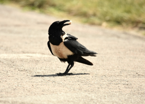 Pied Crow