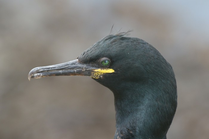 Shag
