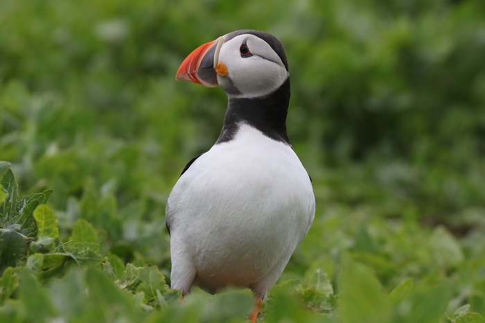 Puffin