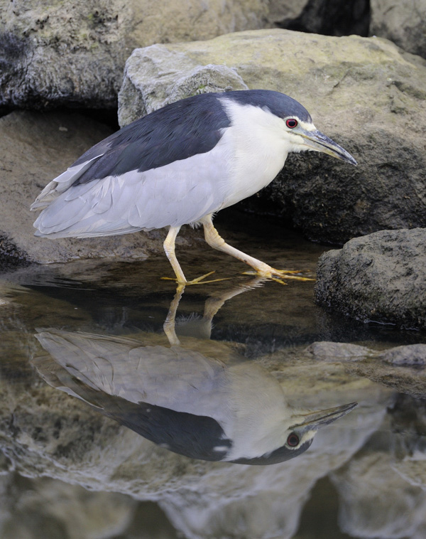 Night Heron
