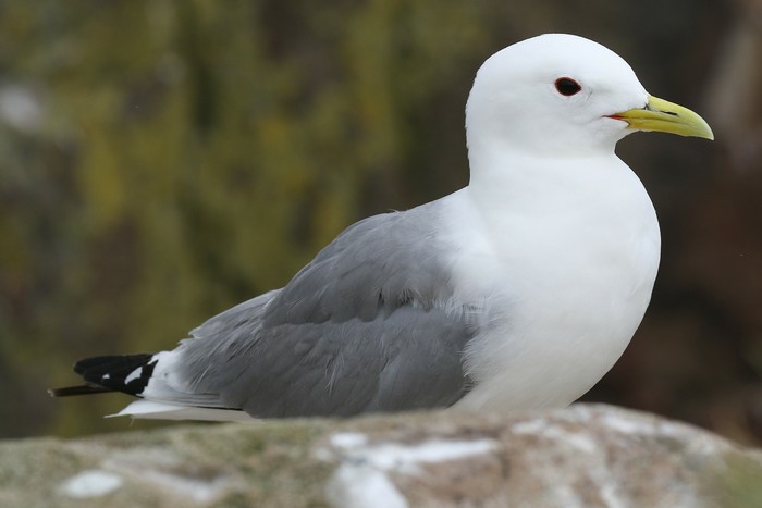 Kittiwake