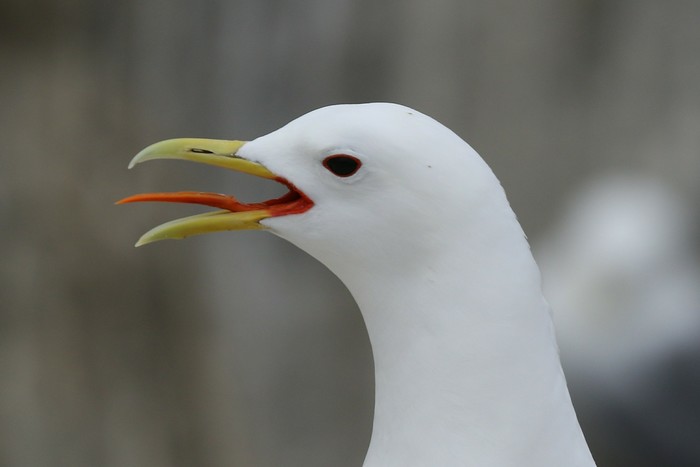 Kittiwake