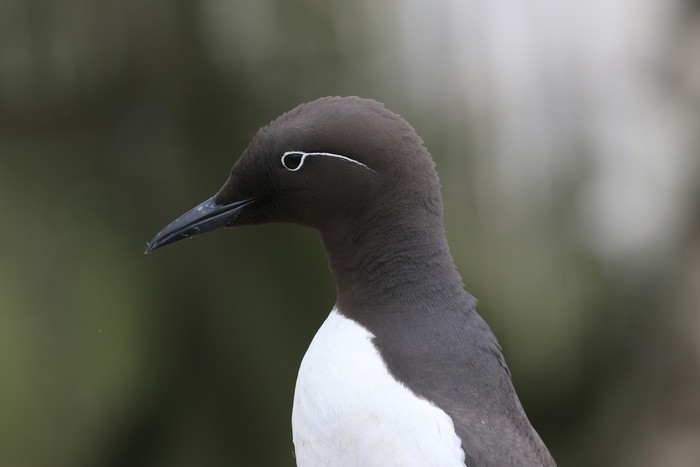 Guillemot