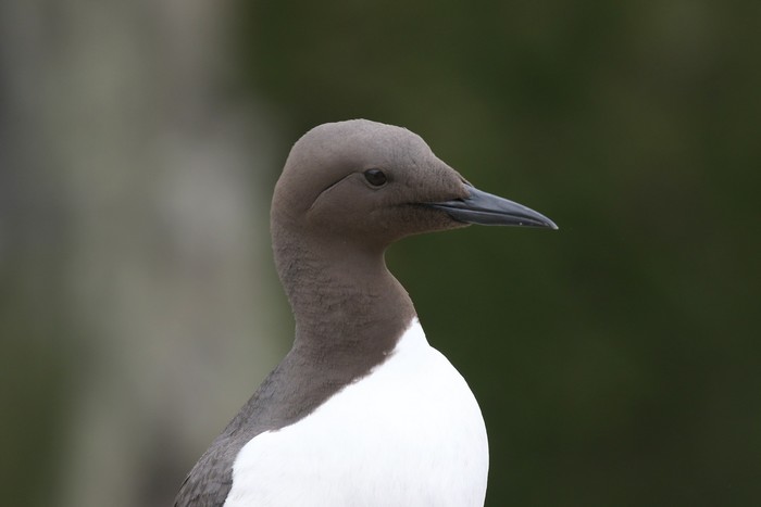 Guillemot