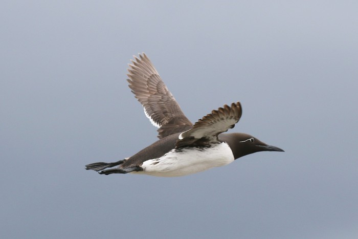 Guillemot