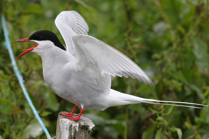 Arctic Tern