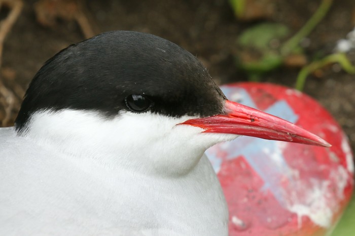 Arctic Tern