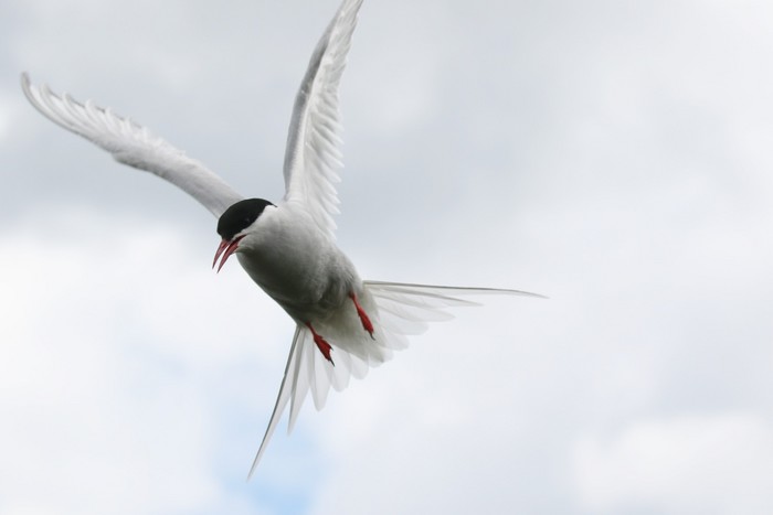 Arctic Tern