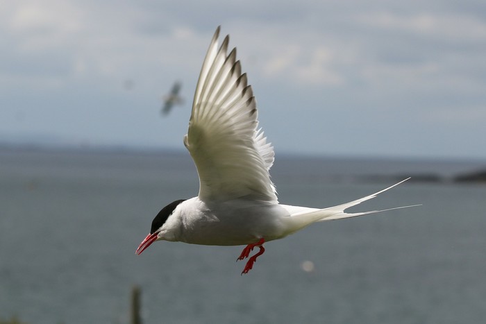 Arctic Tern