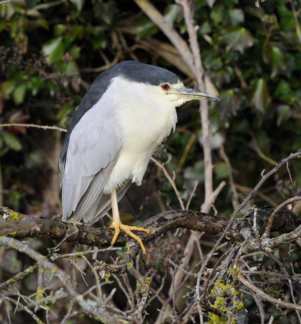 Night Heron