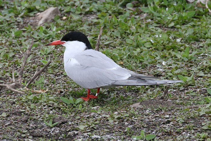 Common Tern