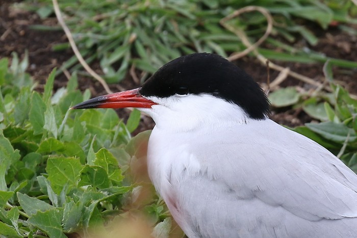 Common Tern