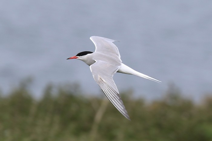 Common Tern