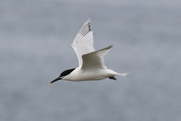 Sandwich Tern