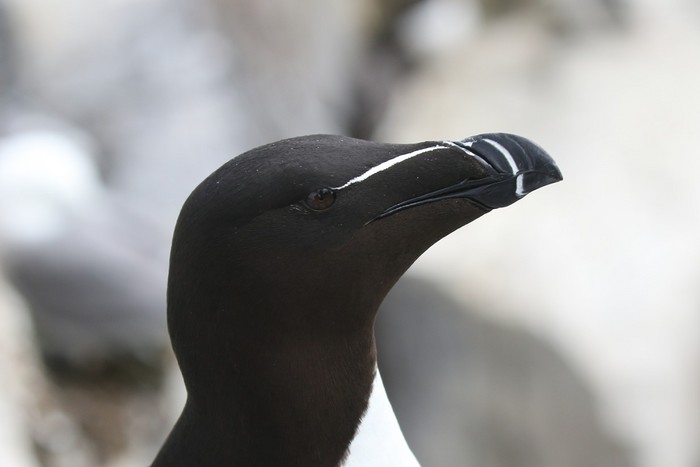 Razorbill