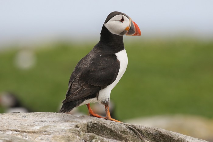 Puffin