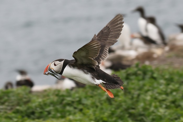 Puffin