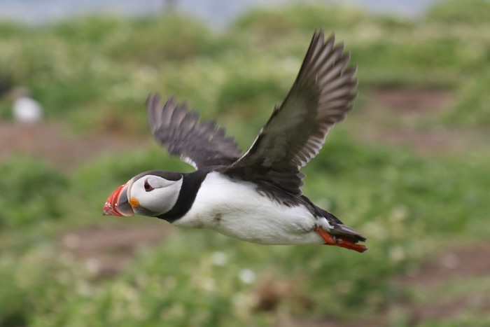 Puffin
