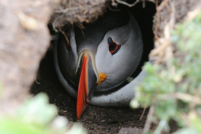 Puffin