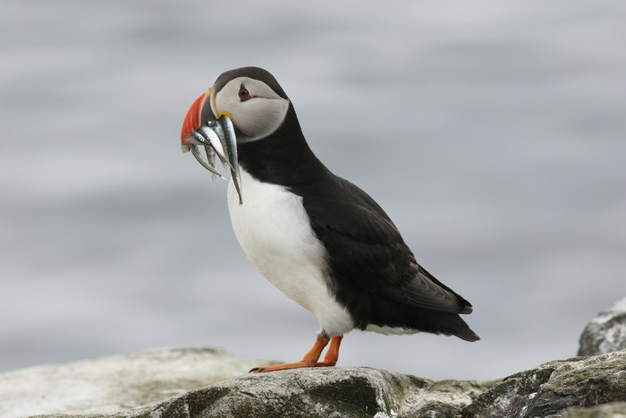 Puffin